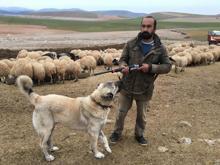 Kangal köpeğinin, 5 metre yüksekteki dronu kapma anı kamerada