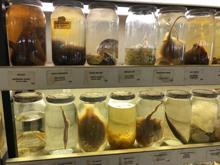 İstanbul'un gizli kalmış ''balık müzesi''... 52 yıl önce tutulmuş balık bile yer alıyor