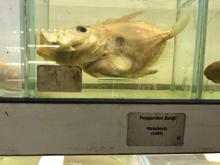 İstanbul'un gizli kalmış ''balık müzesi''... 52 yıl önce tutulmuş balık bile yer alıyor