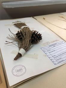 Türkiye'nin bitki kütüphanesi... 37 bin bitki örneği var