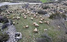 Baharın gelmesiyle Yörüklerin göçü başladı