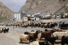 Hakkari'de yayla göçü