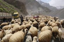 Hakkari'de yayla göçü
