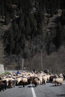 Yayla göçü başladı, kara yolu sürülere kaldı
