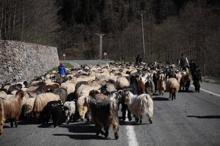 Yayla göçü başladı, kara yolu sürülere kaldı