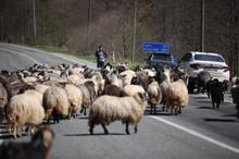 Yayla göçü başladı, kara yolu sürülere kaldı