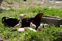 Kuluçkaya tavuk yerine oturan horoz, civcivlere annelik yapıyor