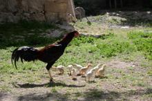 Kuluçkaya tavuk yerine oturan horoz, civcivlere annelik yapıyor