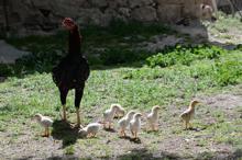 Kuluçkaya tavuk yerine oturan horoz, civcivlere annelik yapıyor