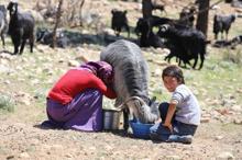 Sarıkeçili Yörüklerin 40 gün sürecek göçü başladı