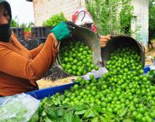 Manisa'nın 'dumanlı papaz' eriğinde hasat başladı