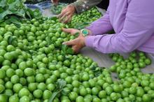 Manisa'nın 'dumanlı papaz' eriğinde hasat başladı
