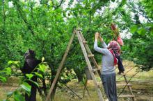 Manisa'nın 'dumanlı papaz' eriğinde hasat başladı