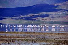 Erçek Gölü'ne flamingolar bu yıl erken geldi