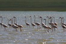 Erçek Gölü'ne flamingolar bu yıl erken geldi