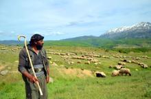 Muş’ta yaylalar şenlendi