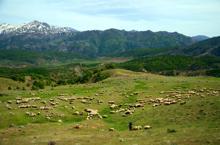 Muş’ta yaylalar şenlendi