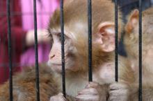 Sınırda ele geçirilen 12 maymun, Gaziantep Hayvanat Bahçesi'ne getirildi