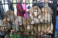 Sınırda ele geçirilen 12 maymun, Gaziantep Hayvanat Bahçesi'ne getirildi