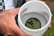 Ormanları kurutan '12 dişli kabuk böceği' ile kapanlı mücadele