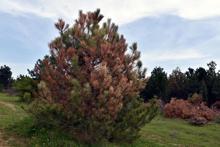 Ormanları kurutan '12 dişli kabuk böceği' ile kapanlı mücadele