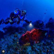 Ayvalık'ın kırmızı mercanları keşfedilmeyi bekliyor