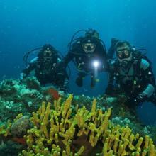 Ayvalık'ın kırmızı mercanları keşfedilmeyi bekliyor