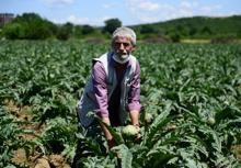 Coğrafi işaret tescilli Hasanağa enginarında hasat zamanı