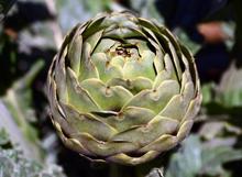 Coğrafi işaret tescilli Hasanağa enginarında hasat zamanı