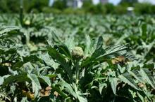 Coğrafi işaret tescilli Hasanağa enginarında hasat zamanı