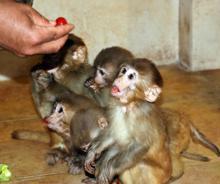 Sınırda ele geçirilen 12 maymunu, bakıcıları elleriyle besliyor