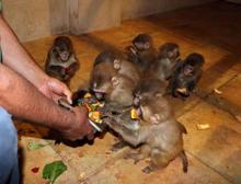 Sınırda ele geçirilen 12 maymunu, bakıcıları elleriyle besliyor