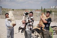 Liseli Berzan, sokak köpeklerine yuva kurdu