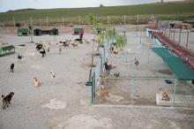 Liseli Berzan, sokak köpeklerine yuva kurdu