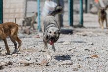 Liseli Berzan, sokak köpeklerine yuva kurdu