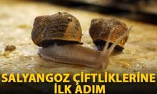 Salyangoz çiftliklerine ilk adım