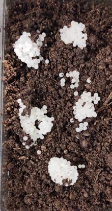 Salyangoz çiftliklerine ilk adım