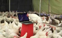 Tavuklar için opera sanatçısına klasik müzik repertuvarı hazırlattı