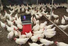 Tavuklar için opera sanatçısına klasik müzik repertuvarı hazırlattı