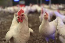 Tavuklar için opera sanatçısına klasik müzik repertuvarı hazırlattı