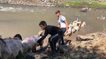 Kırkılan koyunları Kars Çayı'nda yıkadılar