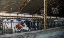 Süt inekleri, kavurucu sıcaktan ‘duşlama’ ile korunuyor