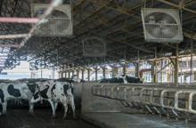 Süt inekleri, kavurucu sıcaktan ‘duşlama’ ile korunuyor