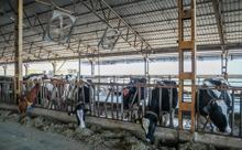 Süt inekleri, kavurucu sıcaktan ‘duşlama’ ile korunuyor
