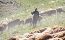 Fenomen çobanın göç yolculuğu