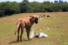 Adana'da mesire alanları, piknikçilerin çöpleriyle doldu