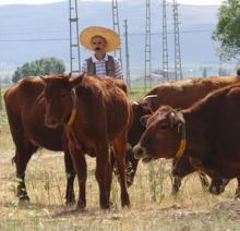 3 bin 500 yıllık ‘Doğu Anadolu Kırmızısı’ sığır ırkı korumaya alındı