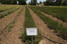 Doğada yetişen tıbbi ve aromatik bitkiler, bahçelerde çoğaltılıp bal ormanlarına dikiliyor