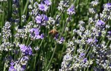 Doğada yetişen tıbbi ve aromatik bitkiler, bahçelerde çoğaltılıp bal ormanlarına dikiliyor