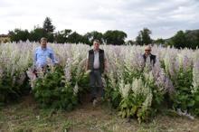 Doğada yetişen tıbbi ve aromatik bitkiler, bahçelerde çoğaltılıp bal ormanlarına dikiliyor